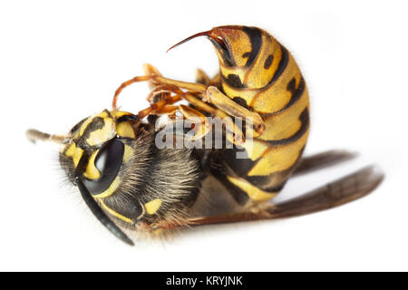 Tote stechende Biene oder Wespe Flügel Tier Insekten Makro Stockfoto