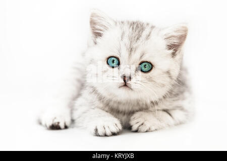 Katze Tier Haustier wenig britischen inländischen silber tabby Katze mit blauen Augen Stockfoto