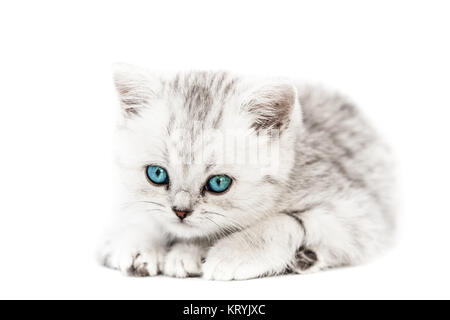 Katze Tier Haustier wenig britischen inländischen silber tabby Katze mit blauen Augen Stockfoto