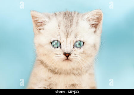 Katze Tier Haustier wenig britischen inländischen silber tabby Katze mit blauen Augen Stockfoto