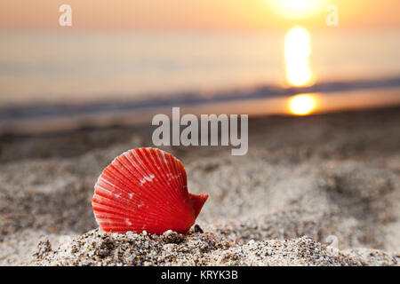 Sommer Urlaub - Seashell oder Jakobsmuschel auf Sonnenuntergang Meer Sandstrand Stockfoto