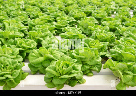 Kommerziellen Gewächshaus soilless Anbau von Gemüse Stockfoto