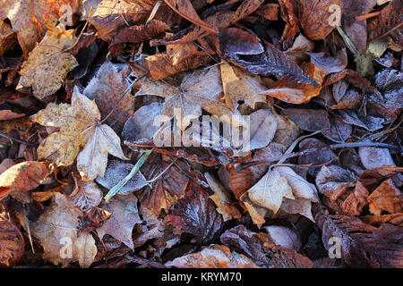 rime auf herbstlichem Laub. Bodenfrost im Herbst und Winter Stockfoto