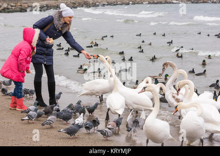 Familie Fütterung weiße Schwäne am Meer im winter Stockfoto