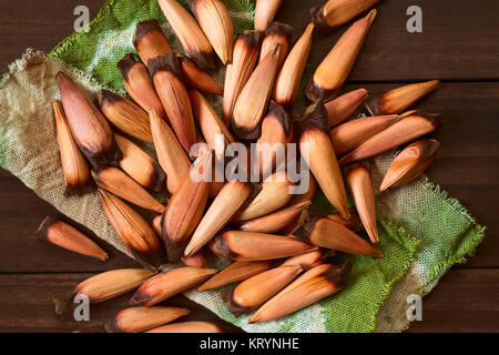 Raw Pinienkerne des chilenischen Pine Tree Stockfoto