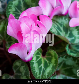 Cyclamen in Nahaufnahme Stockfoto