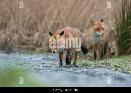 Rote Füchse/Rotfüchse (Vulpes vulpes), Paar, Paar, Kreuzung, wandern durch ein kleines Bächlein, fließendes Wasser, eine nach der anderen, Wildlife, Europa. Stockfoto