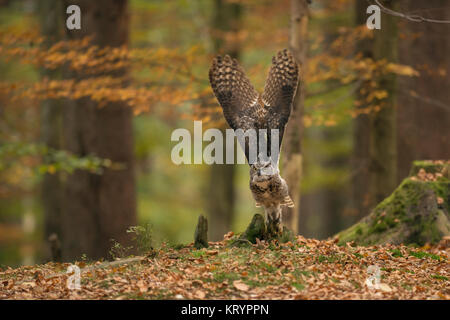 Great Horned Owl/Tiger Owl/Virginia-Uhu (Bubo virginianus), die für die Jagd Flug, gestreckten Flügeln, Herbstlich gefärbte Wälder. Stockfoto