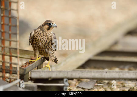 Wanderfalke (FALCO PEREGRINUS), jungen Heranwachsenden, das Erforschen ihrer Umgebung, Lebensraum im städtischen Gebiet auf einem Dach, Wildlife, Europa. Stockfoto