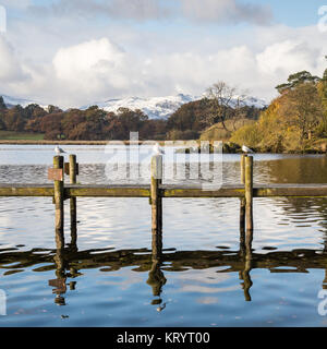Möwen auf einem traditionellen hölzernen Pier in Ambleside in Windermere See, mit Bäume im Herbst und die schneebedeckten Berge von Langdale hinter, in Ger Stockfoto