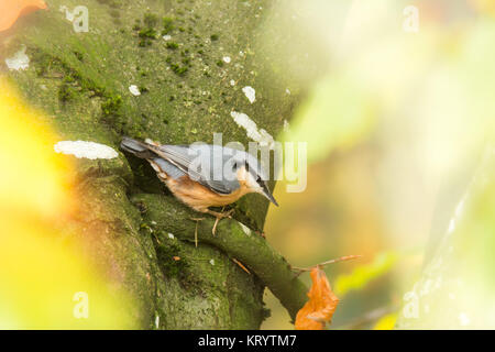 Eurasion Kleiber Vogel auf Baum Stockfoto