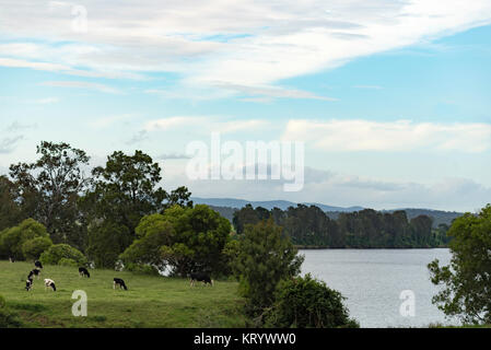 Kühe in einem Feld neben dem Manning River, in der Mitte der Nordküste von NSW, Australien Stockfoto