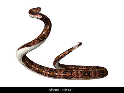 3D-Rendering aus Okumen Viper Snake auf Weiß Stockfoto