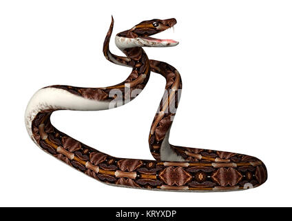 3D-Rendering aus Okumen Viper Snake auf Weiß Stockfoto