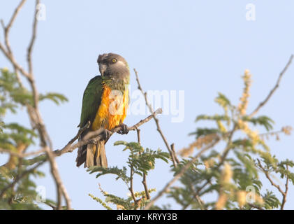 Senegal Papagei Poicephalus senegalus Erwachsener in Baumkronen gehockt, Gambia Stockfoto