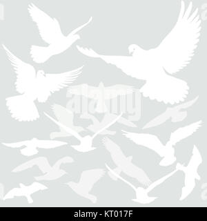 Vögel fliegen in der Luft Stockfoto