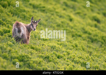 Chamois/Gaemse (Rupicapra rupicapra), süße Rehkitz, junge, frische grüne alpine Vegetation stehen, wieder über seine Schulter, Europa. Stockfoto