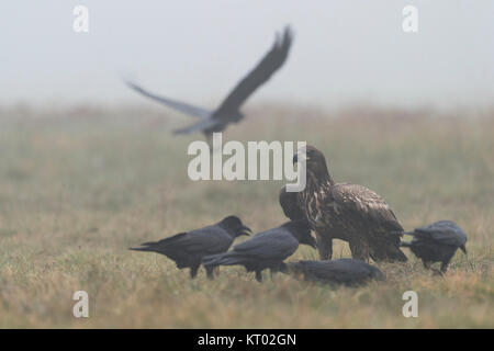 Seeadler/Sea Eagle/Seeadler (Haliaeetus albicilla), junge, heranwachsende, auf dem Boden sitzend, durch gemeinsame Ravens, Europa irritiert. Stockfoto