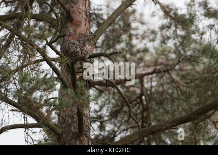 Great Horned Owl/Tiger Owl/Virginia-Uhu (Bubo virginianus) in einem Baum gehockt, versteckt, gut getarnt, sich ausruhen, Roosting über Tag, beobachten. Stockfoto