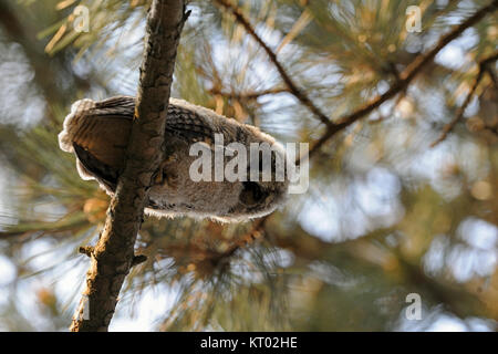 Waldohreule/Waldohreule (Asio otus), junges Küken, gerade flügge, in einem Baum gehockt, down, bottom-up-Sicht, Wildlife, Europa. Stockfoto