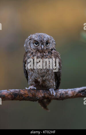 Scops Owl/Zwergohreule (Otus scops), auf eine Niederlassung eines Pine Tree gelegen, sauber, schöner Hintergrund, lustigen, kleinen Vogel, Europa. Stockfoto