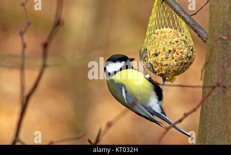 Kohlmeise parus major an der Futterstelle Stockfoto