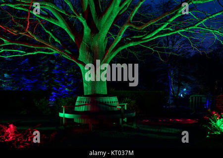Grün beleuchteten Baum an der RHS Gärten Harlow Carr - Glow Winter Illuminationen, Harrogate, North Yorkshire, England, UK. Stockfoto