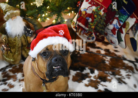 Boxer Rasse Hund Weihnachten Portrait Stockfoto