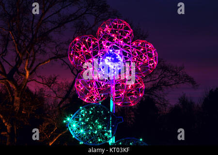 Rosa Blume Beleuchtung in der RHS Gärten Harlow Carr - Glow Winter Illuminationen, Harrogate, North Yorkshire, England, UK. Stockfoto