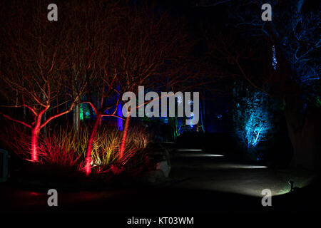 Rot beleuchtete Bäume an der RHS Gärten Harlow Carr - Glow Winter Illuminationen, Harrogate, North Yorkshire, England, UK. Stockfoto