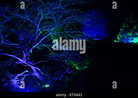 RHS Gärten Harlow Carr - Glow Winter Illuminationen, Harrogate, North Yorkshire, England, UK. Stockfoto