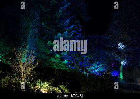 RHS Gärten Harlow Carr - Glow Winter Illuminationen, Harrogate, North Yorkshire, England, UK. Stockfoto