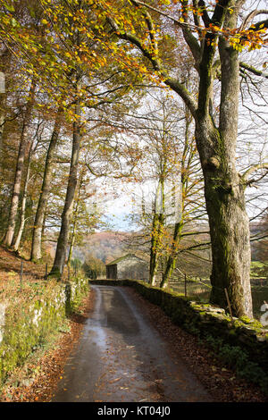 Eine traditionelle Scheune aus Stein sitzt neben einer ruhigen Gasse mit Bäume im Herbst in der Nähe von Ambleside in England Lake District National Park gesäumt. Stockfoto