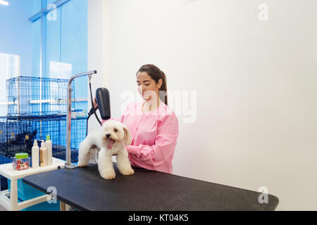 Junge Frau in Pet Shop arbeiten, Putzen und trocknen Hund Haare, Mädchen Pflege Welpen für Schönheit in speichern. Menschen, Job, Beruf und Tierpflege. Stockfoto