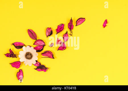 Zusammensetzung mit trockenen Blumen auf einem farbigen Hintergrund Stockfoto