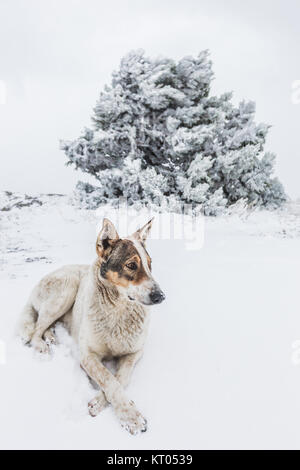 Weißer Hund im Schnee liegen Stockfoto