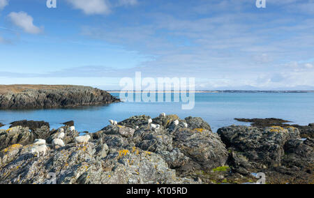 Schafe auf Felsen am Meer, an der Küste Felsen, Holy Island, Anglesey, Ynys Mon, North Wales, UK-snowdonia am Horizont Stockfoto