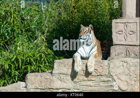 Aysha, Tiger, Isle of Wight Zoo Stockfoto