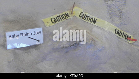 Ashfall Fossil Beds - Baby rhino Kiefer Stockfoto