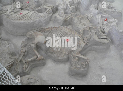 Ashfall Fossil Beds - Teleoceras weibliche und Kalb Stockfoto