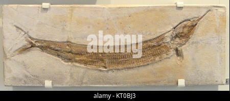 Aspidorhynchus acutirostris, eine Fischart aus dem Spätjura, wurde im Solnhofener Kalkstein in Deutschland entdeckt. Das Exemplar im Royal Ontario Museum zeigt die lange Schnauze und den stromlinienförmigen Körper, die charakteristisch für die Art sind. Stockfoto