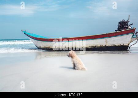 Ein kleiner Pudel Hund sitzt auf einem Sandstrand neben dem ein Boot in Thailand, sieht sehr aus dem Zusammenhang gerissen. Stockfoto