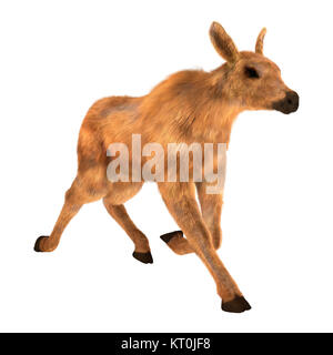 3D-Rendering Elch Kalb auf Weiß Stockfoto