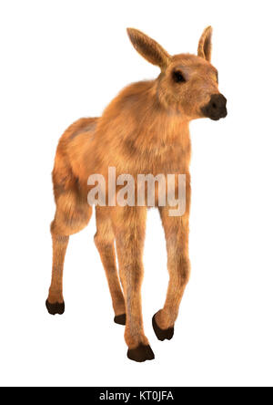 3D-Rendering Elch Kalb auf Weiß Stockfoto