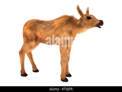 3D-Rendering Elch Kalb auf Weiß Stockfoto