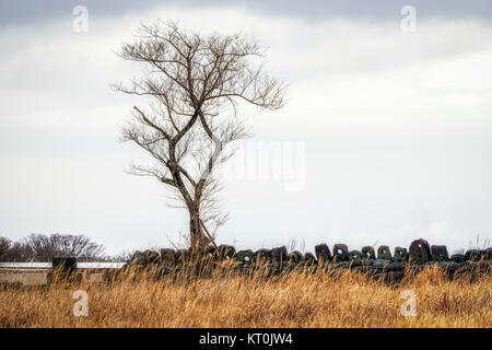 Jeju Stone Park einsamer Baum Grasland Stockfoto