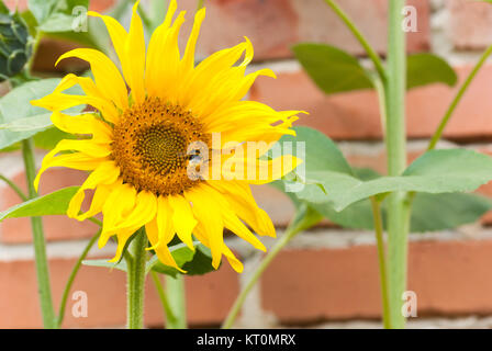 Natura 2000 Głebowice, Polen, Europa, Biene auf einer Sonnenblume Stockfoto