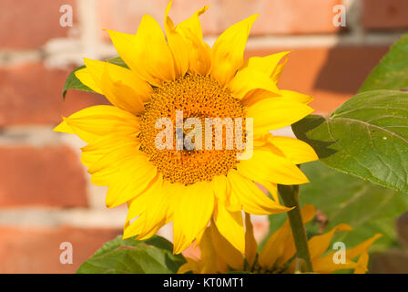 Natura 2000 Głebowice, Polen, Europa, Biene auf einer Sonnenblume Stockfoto