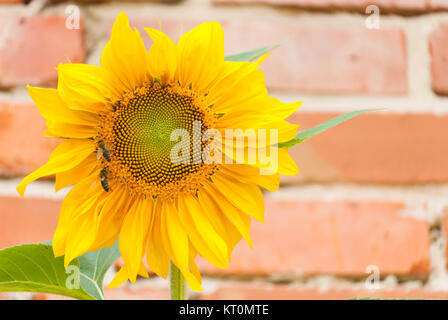 Natura 2000 Głebowice, Polen, Europa, Biene auf einer Sonnenblume Stockfoto