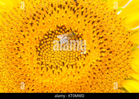 Natura 2000 Głebowice, Polen, Europa, Biene auf einer Sonnenblume Stockfoto